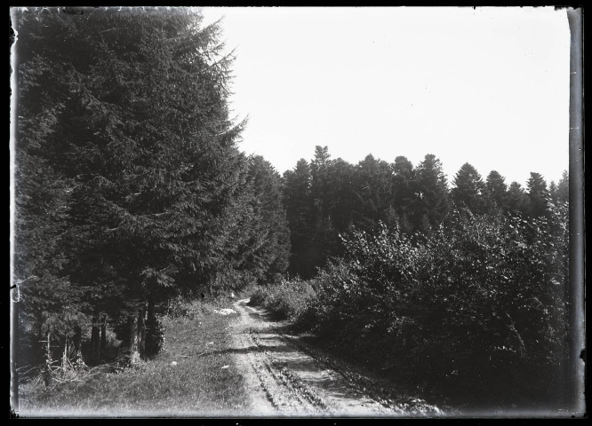 Chemin forestier.