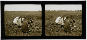 Trois élèves du pensionnat de Vers-en-Montagne vues de dos, sarclant un champ de pommes de terre.