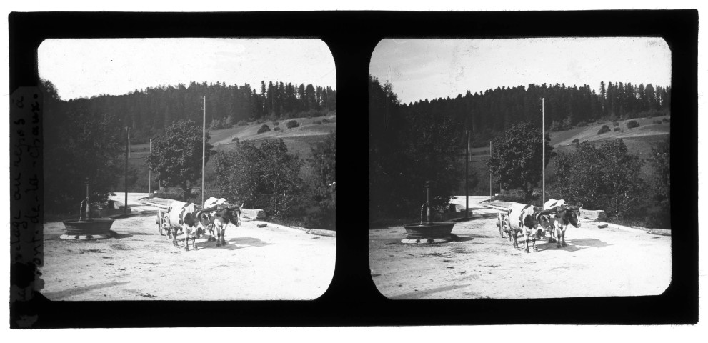 Attelage au repos au hameau de Pont-de-la-Chaux, à Chaux-des-Crotenay.